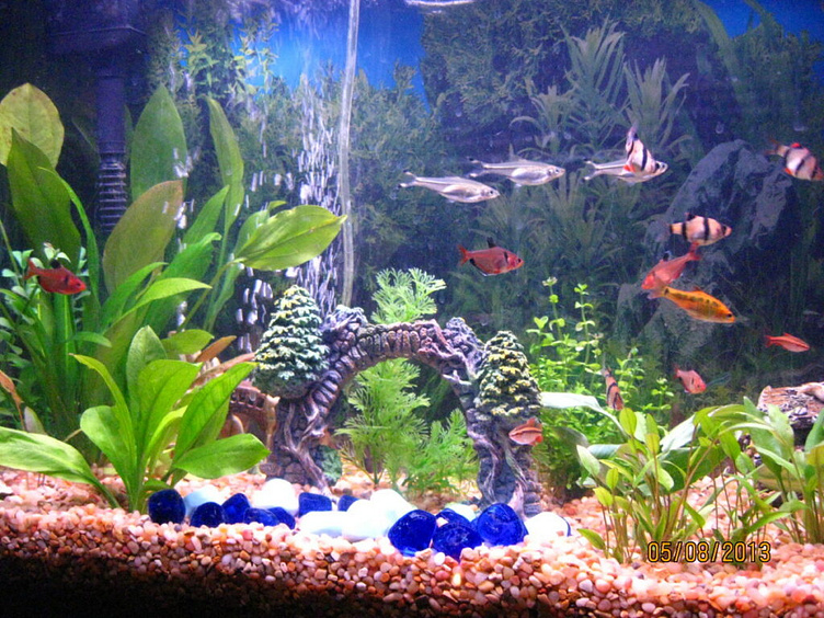 the-role-of-fish-tank-decorations-in-alleviating-stress-for-fish-by