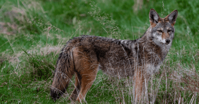 Do Coyotes Hunt In The Rain? by public stay on Dribbble