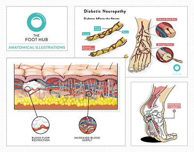 Anotimacal graphic for a Foothub AU co. 2d adobe illustrator anatomical anatomy behance foothub healthy icon design illustration infographic infographic design outlined presentation vector design web graphics