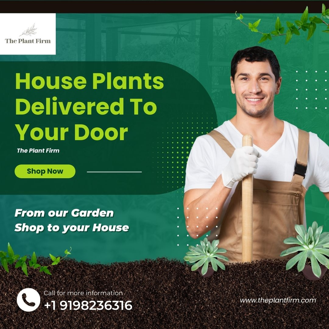 House Plants Delivered To Your Door The Plant Firm by The Plant Firm