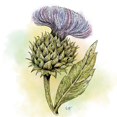 Dr. Andres // Medicinal Plants Illustrations branding illustration