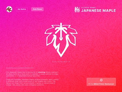 Fantasy Flower Symbol Day 9 - Japanese Maple app branding colorful concept design fantasy flower gradient graphic design icon illustration logo red ui vector