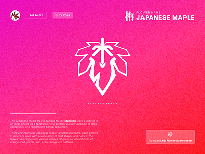 Fantasy Flower Symbol Day 9 - Japanese Maple app branding colorful concept design fantasy flower gradient graphic design icon illustration logo red ui vector