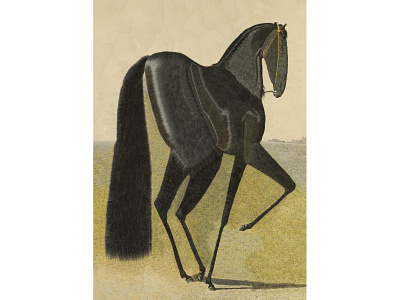 Spectral after Volkers equine horse horse illustration horse portrait horses illustration