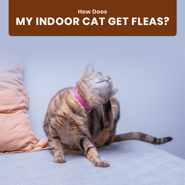 How can my indoor cat infested with fleas? by budgetvetcare on