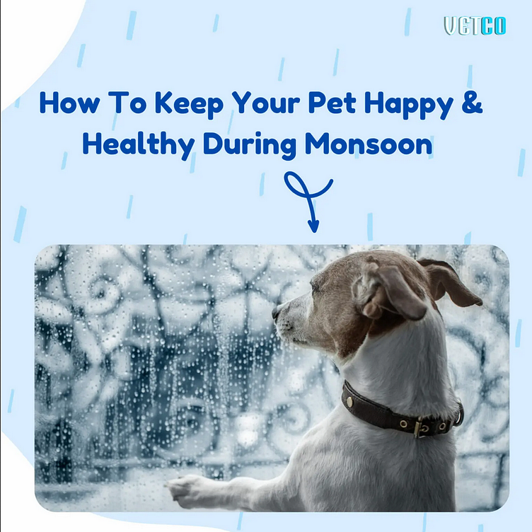 How To Keep Your Pet Happy & Healthy During Monsoon by vetco on Dribbble