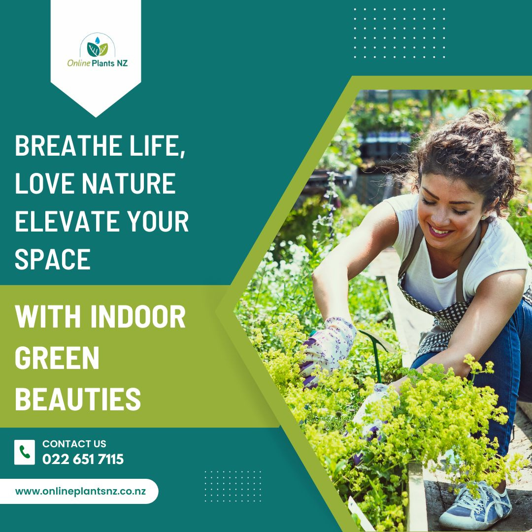 Buy Online Plants NZ's Largest Indoor Plants Online Plants N by onlineplantsnz on Dribbble