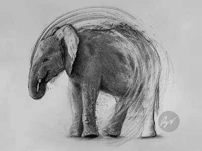 Charcoal drawing of a Young Elephant animal art arte charcoal desenho dibujo drawing elephant
