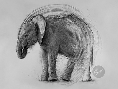 Charcoal drawing of a Young Elephant animal art arte charcoal desenho dibujo drawing elephant