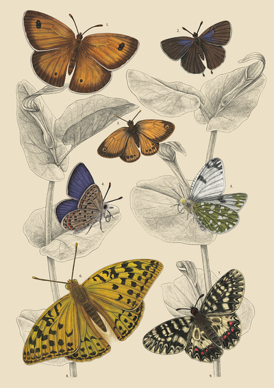 Butterflies of the Isle of Elba animal illustration botanical butterflies chiaroscuro contest digital coloring graphite leaves mixed media nature illustration pencil drawing