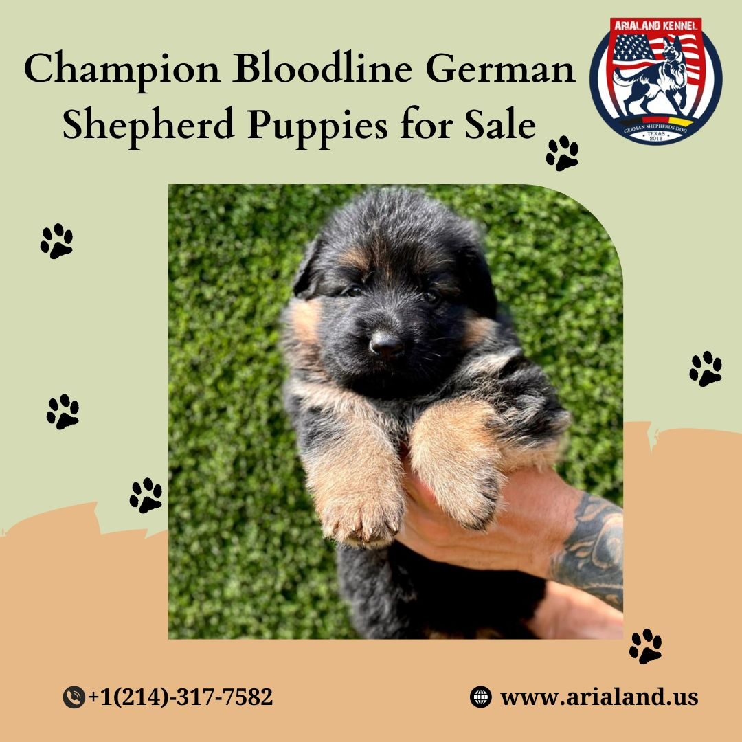 Champion Bloodline German Shepherd Puppies for Sale by Arialand kennel ...