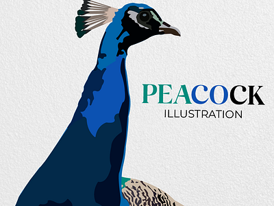 Illustration - Peacock graphic design