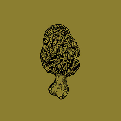 Morel Mushroom Illustration drawing edible etching fungi fungus graphic design hand drawn illustration line art morel mushroom nature organic pen and ink shroom vintage wild wood cut