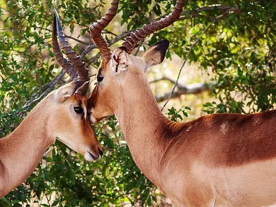 Photoshoped deer into mystical deer at night time graphic design manipulated motion graphics