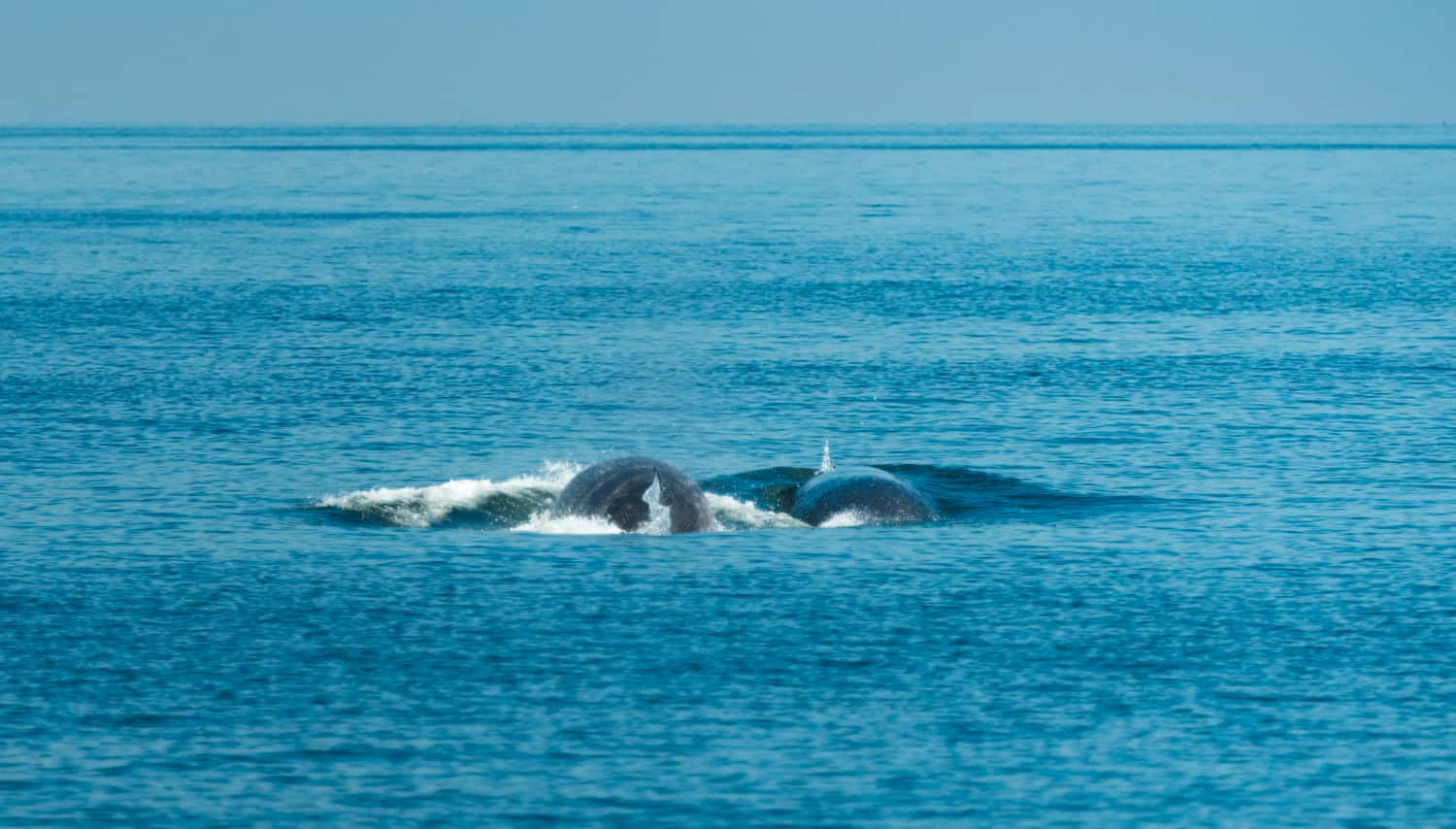 Regreso Triunfal: Ballenas Azules en el Atlántico Sur by Todo sobre ...