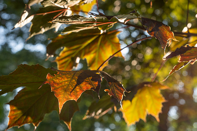 Autumn photography