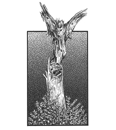 Witch Tree art artist artwork creepy drawing halloween hand drawn illustration ink morbid nature scary tree
