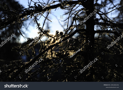 The sun lights up the frozen needles of evergreen in Denali Nati illustration