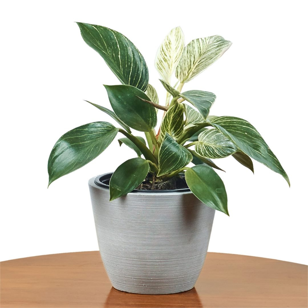 Buy Online Plants NZ's Largest Indoor Plants Online Plants N by