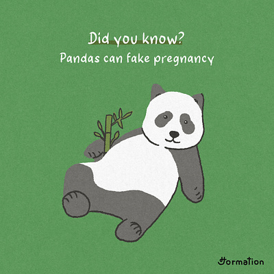 Pandas can fake pregnancy animal bamboo cute did you know digital art digital illustration fun fact illustration panda procreate zoo