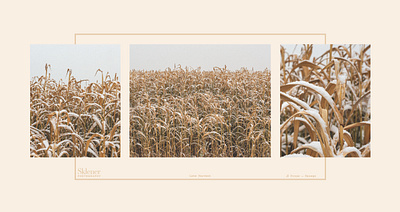 Late Harvest Triptych art direction design graphic design photography