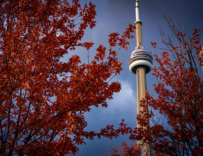 Lakeshore In Autumn cn tower design graphic design landscape photography lighting lightroom nature nature photography outdoor photography photo editing photography photoshop toronto