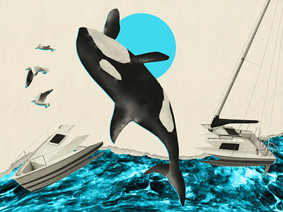 Malice, mischief or fad? Orca experts intrigued by boat bumping boat collage digital collage digital illustration graphic design illustration news ocean orca photoshop sailboat sea seagull water waves whale yachts