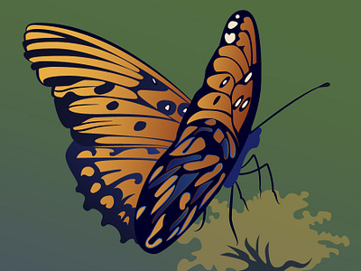 Butterfly Illustration illustration vector