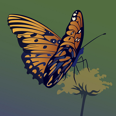 Butterfly Illustration illustration vector