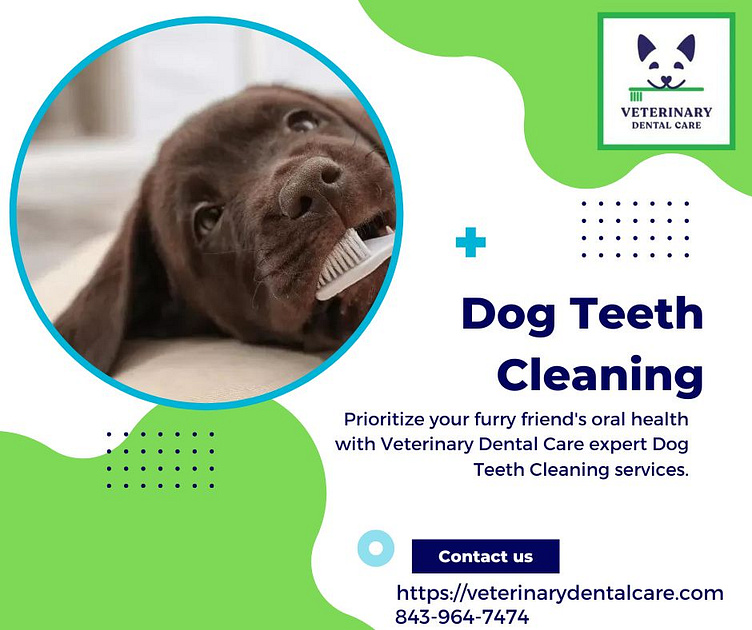 The Ultimate Guide to Dog Teeth Cleaning by Veterinary Dental Care on