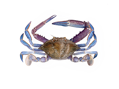 Swimmer crab animalillustration branding design digitalart food foodart foodillustration illustration