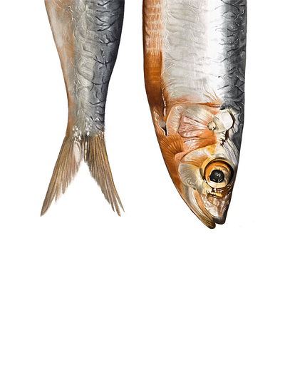 Silver Fish animalillustration branding design digitalart fishillustration food foodart foodillustration illustration