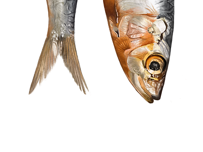 Silver Fish animalillustration branding design digitalart fishillustration food foodart foodillustration illustration