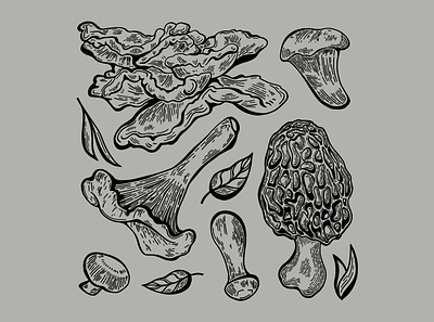 Wild Mushroom Illustrations edible fungi fungus hand drawn healthy hunting illustration line art mushroom mushrooms nature pen and ink wild woods