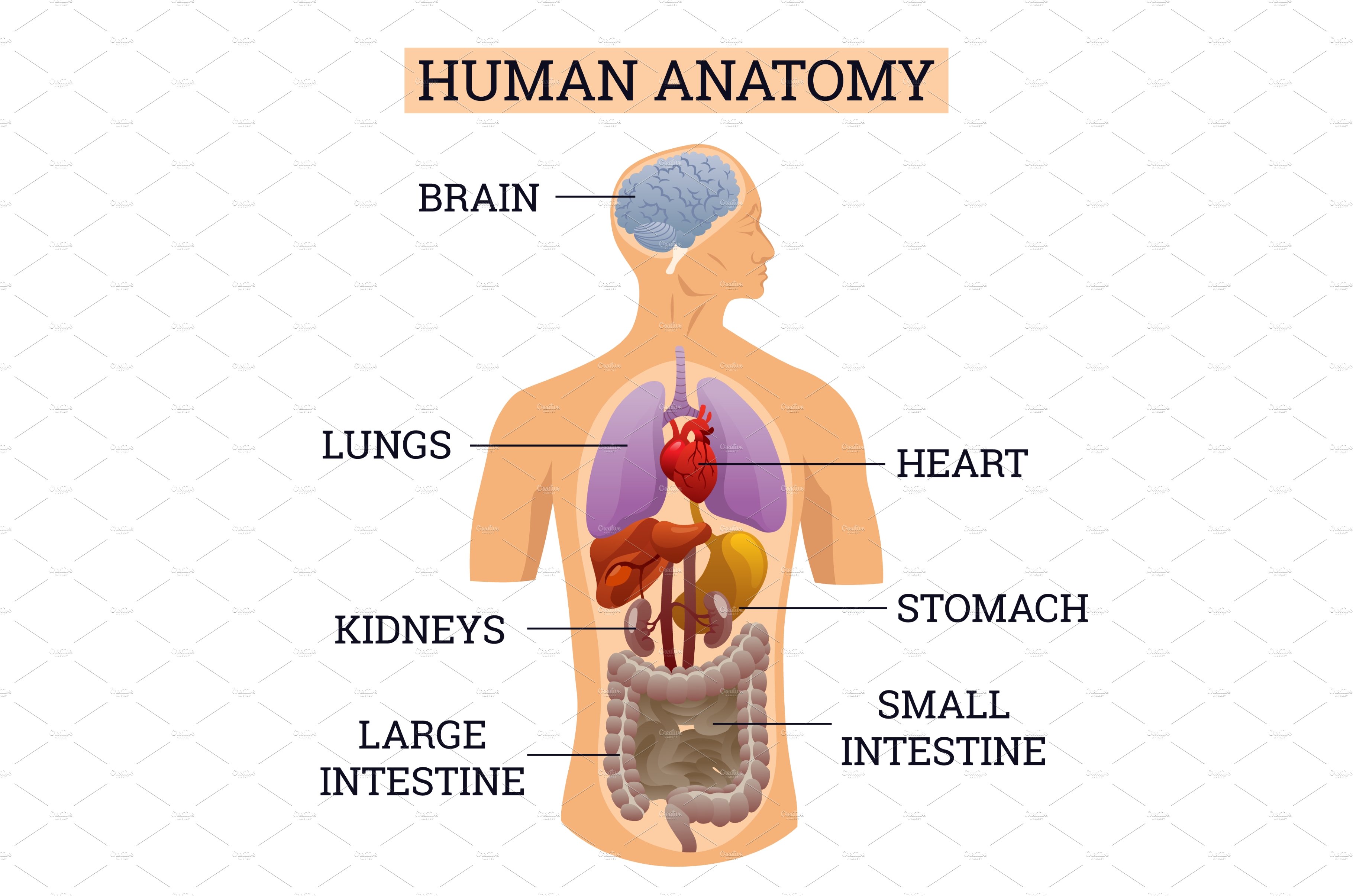 Internal Organs Of Human Body By Liubomyr On Dribbble