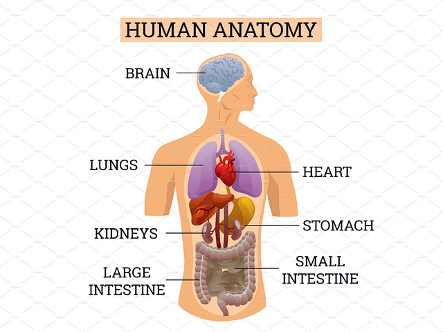 Internal organs of human body by Liubomyr on Dribbble