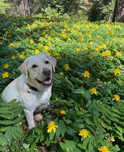 Yellow Lab in Yellow Flowers dog flowers