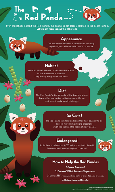 Red Panda Infographic design education graphic design illustration infographic poster