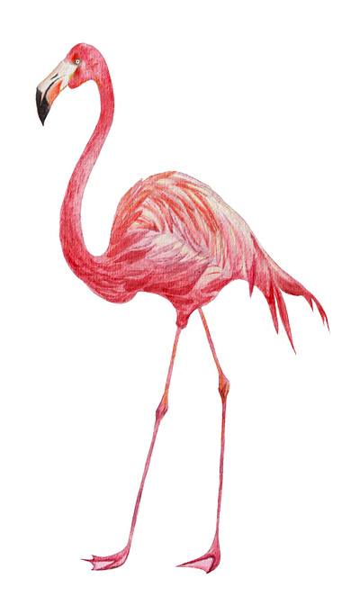 Beautiful watercolor flamingo illustration animal art bird contemporary drawing exotic fashion flamingo graphic design illustration nature pink tropical watercolor wild