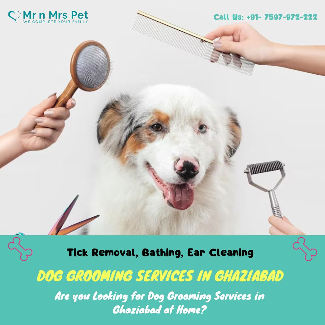 Dog Groomers in Ghaziabad by Mr n Mrs Pet on Dribbble