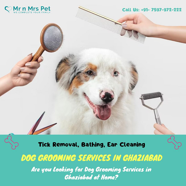 Dog Groomers in Ghaziabad by Mr n Mrs Pet on Dribbble