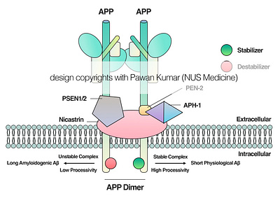 Theory on the APP dimer processing by the PSEN enzyme complex alzheimer amyloid design graphic design healthcare illustration medicine neurology neuroscience research science