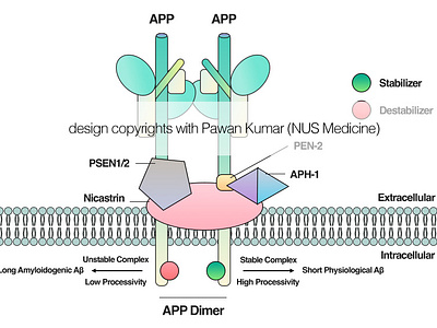 Theory on the APP dimer processing by the PSEN enzyme complex alzheimer amyloid design graphic design healthcare illustration medicine neurology neuroscience research science