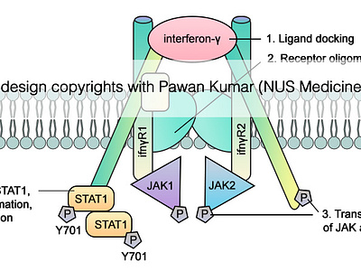 STAT1 protein activation by interferon 𝛄 biology design graphic design illustration immune system immunology inflammation interferon medical medicine molecular biology science