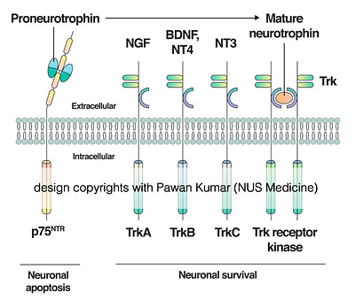 Neurotrophins and their receptors biology design graphic design illustration medical medicine neurology neuroscience neurotrophins science