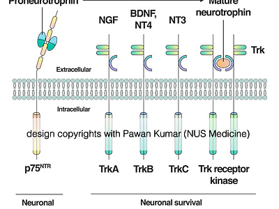 Neurotrophins and their receptors biology design graphic design illustration medical medicine neurology neuroscience neurotrophins science