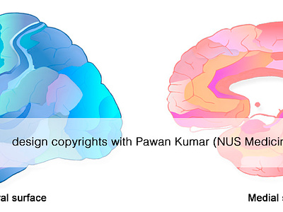 Human Brain - Broadmann Areas biology brain cns design graphic design human brain illustration medical medicine neurology neuroscience science sketch