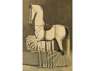 Twigs after Volkers horse horse legs horses illustration leg legs