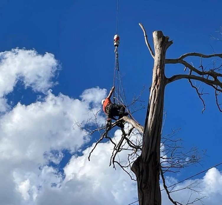 Looking for the best Tree Services in Mount Eliza by Ennis Murphy on