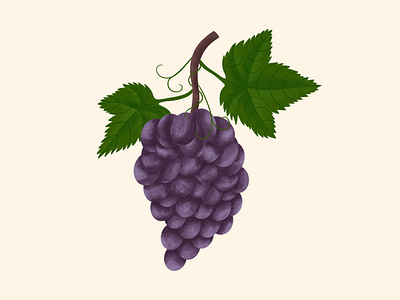 Grapes design grapes green illustration purple